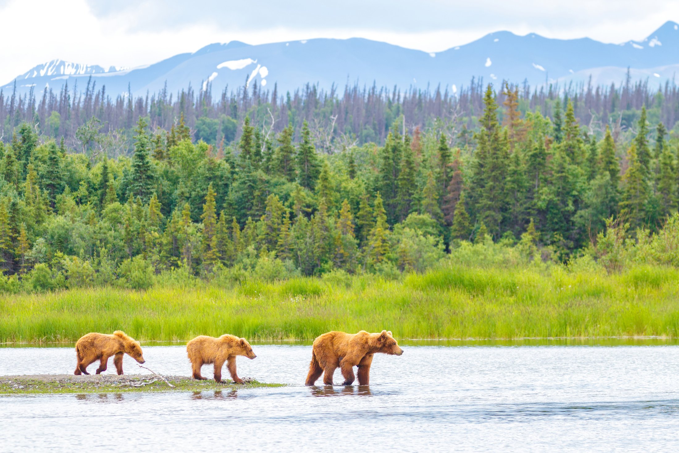 Brown Bear and Two Cubs against a Forest and Mountain Backdrop at Katmai National Park, Alaska